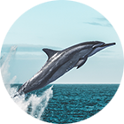 testimonial-dolphin-icon-stedtnitz-design-your-life